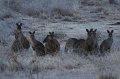 frosty roos